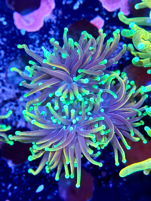 Dragon soul torch coral