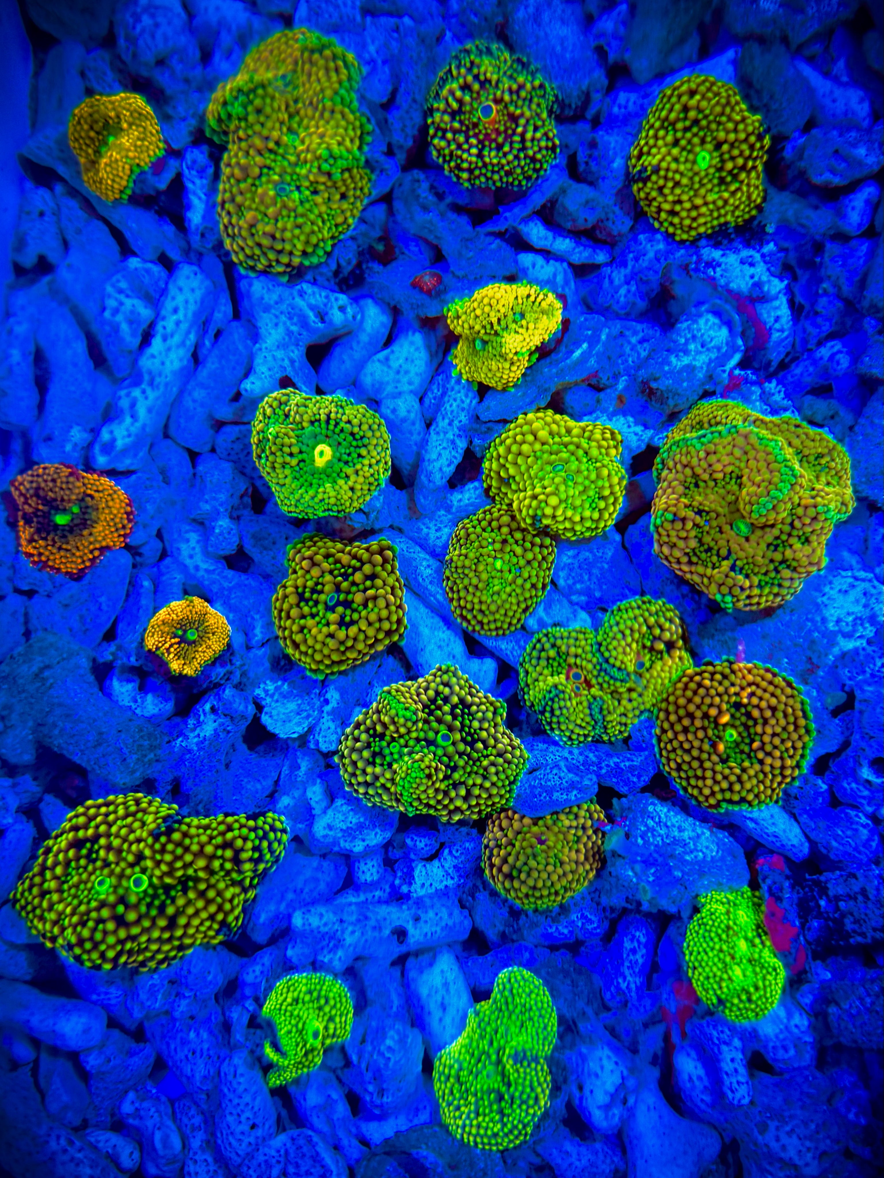 Florida ricordia mushroom