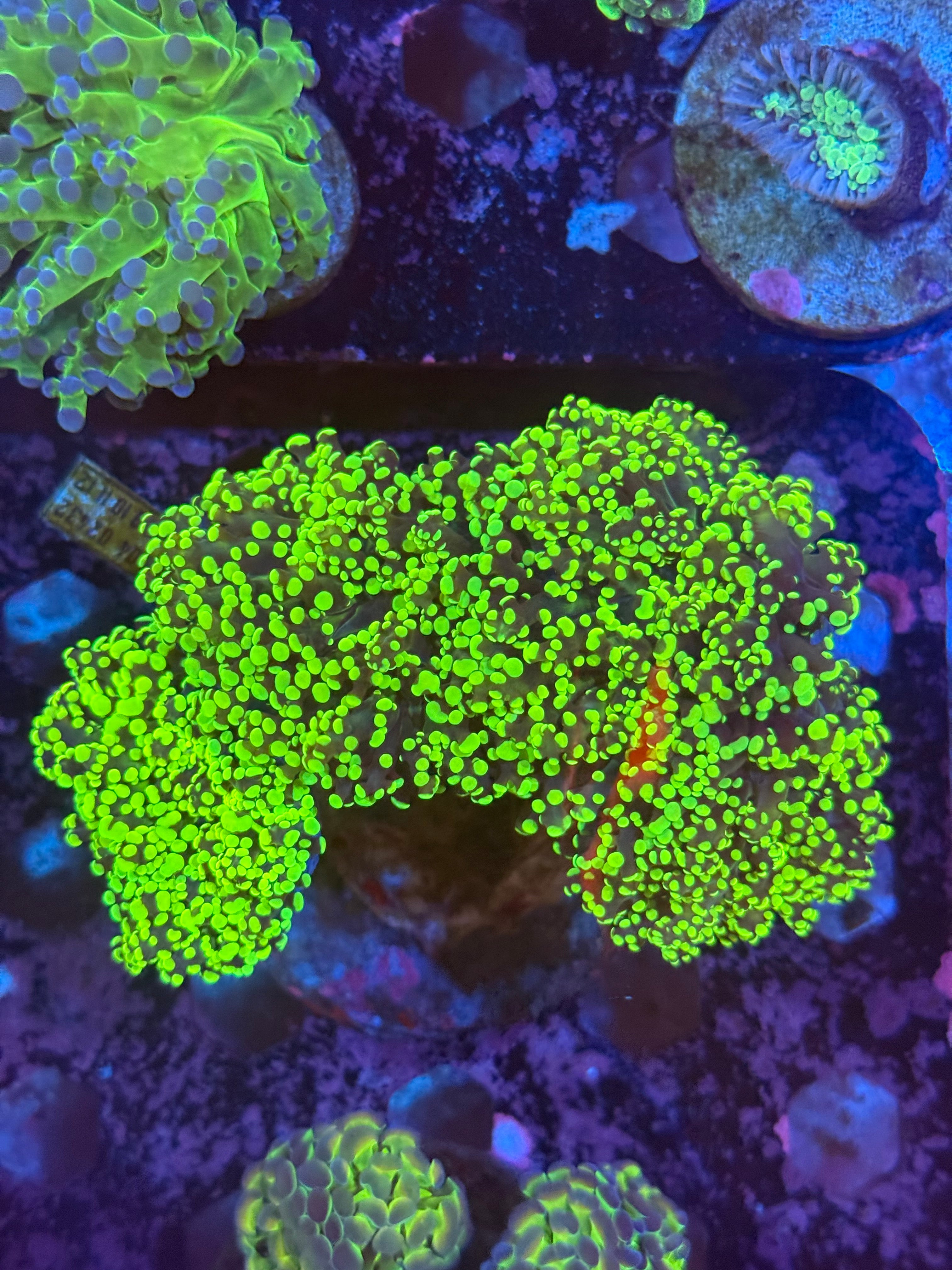 Neon green frogspawn
