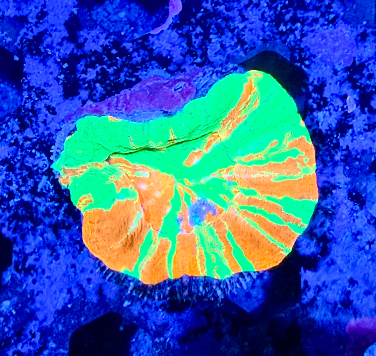 Bleeding Apple Scolymia