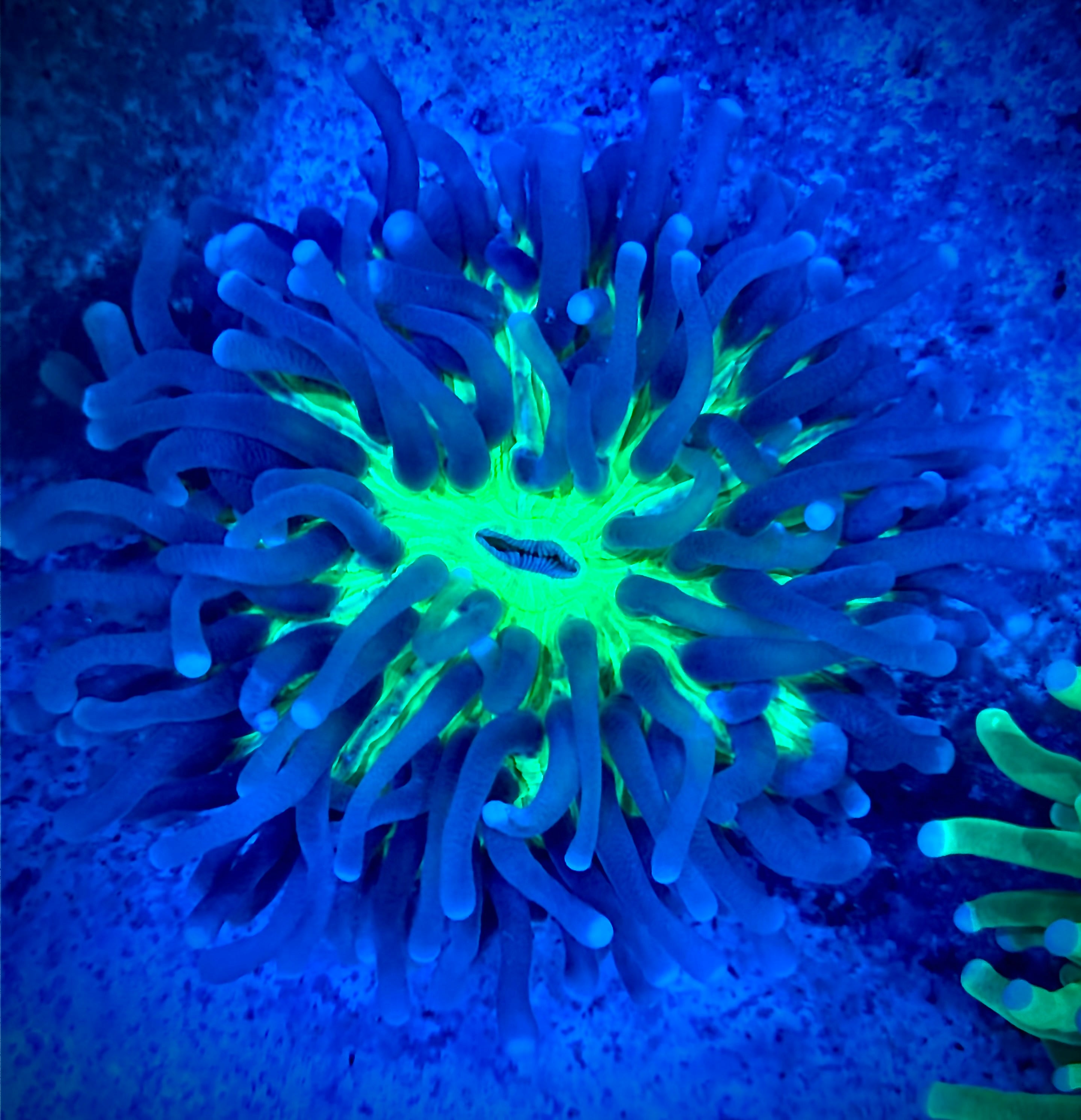 Heliofungia Plate Coral